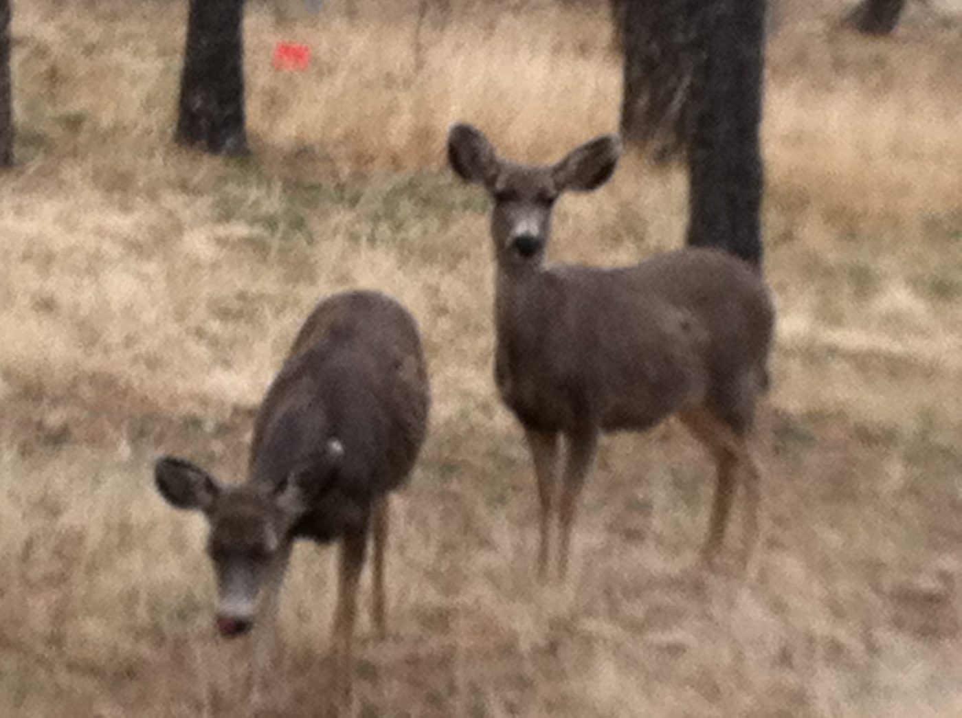 Two mule deer grazing between sites at the park